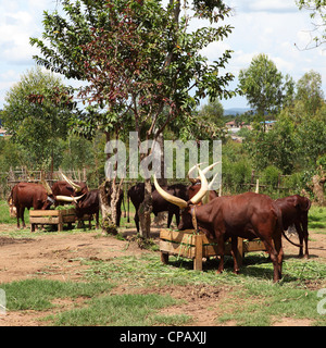 Longicorne africain vaches dans une palissade au King's Palace, Nyanza, au Rwanda. Banque D'Images