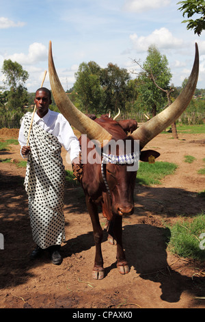 Un vacher de sifflets pour contrôler un longicorne africain vache dans une palissade au King's Palace, Nyanza, au Rwanda. Banque D'Images