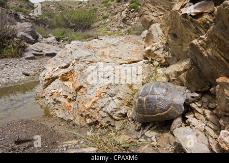 La tortue d'Hermann (Testudo hermanni) dans un environnement rocheux en Grèce Banque D'Images