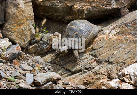 La tortue d'Hermann (Testudo hermanni) dans un environnement rocheux en Grèce Banque D'Images