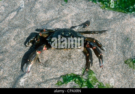 Crabe vert (Carcinus maenas : Portunidae) UK Banque D'Images