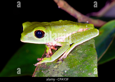 Grenouille Singe Tarsier Phyllomedusa (tarsius) dans la forêt tropicale, l'Équateur Banque D'Images