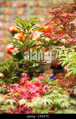 AMSTERDAM, PAYS-BAS - 07 MAI 2012 : fleurs au Bloemenmarkt - le marché flottant des fleurs d'Amsterdam Banque D'Images