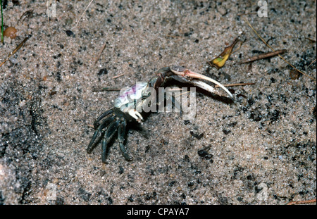 Sable de l'Atlantique crabe violoniste Uca pugilator (mâles : Ocypodidae) sur une rive de la Caroline du Nord USA Banque D'Images