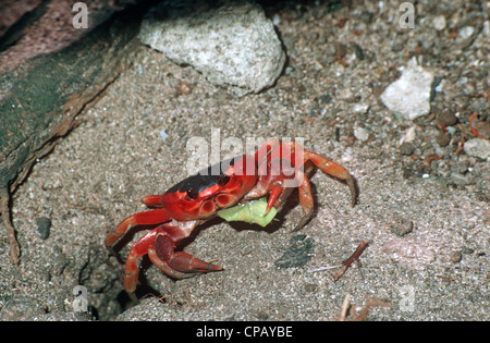 Crabe de terre noir (Gecarcinus ruricola : Gecarcinidae) se nourrissant sur une feuille scrap, Sainte-Lucie (violet / terre rouge Crabe, crabe Zombie) Banque D'Images