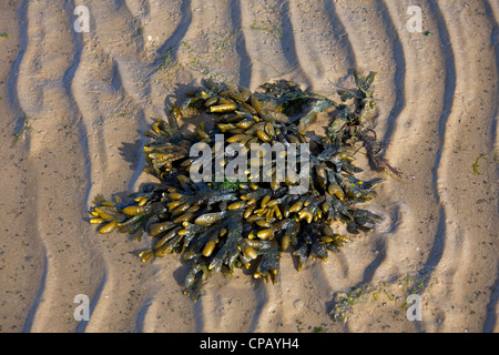 Rack / bladderrack la vessie (Fucus vesiculosus) lavés sur plage à marée basse, la mer des Wadden Parc National, Allemagne Banque D'Images
