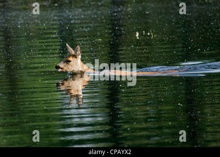 Le chevreuil (Capreolus capreolus) femmes natation dans l'eau au lac Cross, Allemagne Banque D'Images