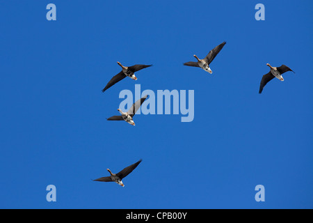 Oies rieuses (Anser albifrons) troupeau volant en formation de V, Allemagne Banque D'Images