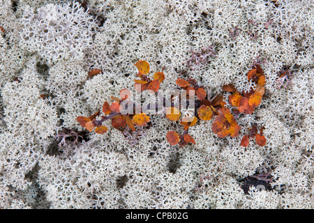 Lichen Cladonia rangiferina (Rennes) dans la toundra, Laponie, Suède Banque D'Images