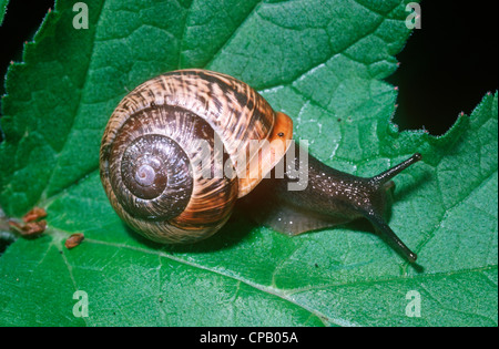 Copse (escargots Arianta arbustorum : Helicidae) sur une feuille en woodland UK Banque D'Images