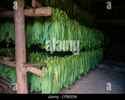 Les feuilles de tabac fraîchement coupé accrocher sur poteaux de bois à l'intérieur d'une grange de séchage du tabac avant d'être fait dans les cigares à Cuba. Banque D'Images