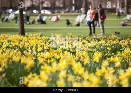 Les jonquilles à St James Park, Londres, Angleterre : Banque D'Images