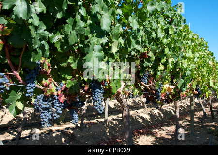 Carmenere vignes Lihuimo vallée de Colchagua Chili Banque D'Images