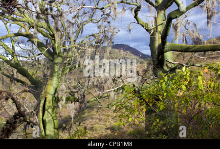 Forêt tropicale sèche sur la côte du Pacifique de l'Equateur avec Ceibo (arbres ceiba, trichisandra Bombacaceae). Banque D'Images