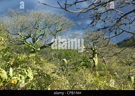 Forêt tropicale sèche sur la côte du Pacifique de l'Equateur avec Ceibo (arbres ceiba, trichisandra Bombacaceae). Banque D'Images