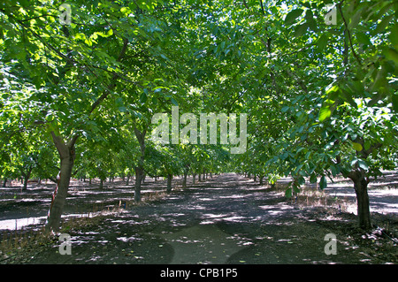 Walnut Grove El Ingenio cajón del Maipo Chili Banque D'Images