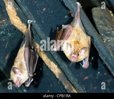 Les chauves-souris dans le toit d'une maison. Une des espèces tropicales de l'Equateur Banque D'Images