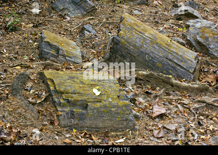 Les troncs d'arbre (genre Pertrified Araucarioxylon, Crétacé supérieur) à l'Équateur, la forêt pétrifiée de fleuve Puyango. Banque D'Images