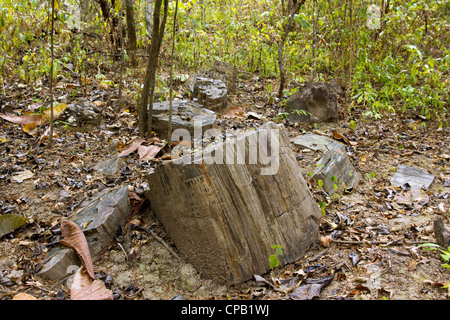 Les troncs d'arbre (genre Pertrified Araucarioxylon, Crétacé supérieur) à l'Équateur, la forêt pétrifiée de fleuve Puyango. Banque D'Images