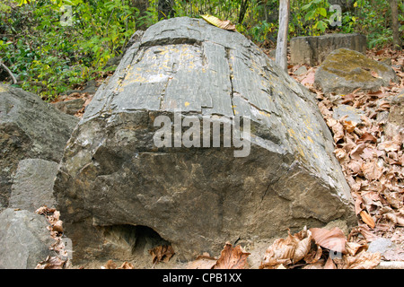 Les troncs d'arbre (genre Pertrified Araucarioxylon, Crétacé supérieur) à l'Équateur, la forêt pétrifiée de fleuve Puyango. Banque D'Images