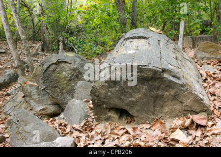 Les troncs d'arbre (genre Pertrified Araucarioxylon, Crétacé supérieur) à l'Équateur, la forêt pétrifiée de fleuve Puyango. Banque D'Images