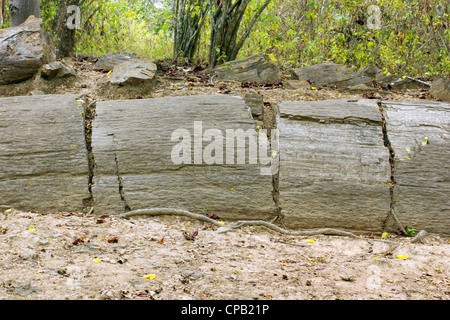 Les troncs d'arbre (genre Pertrified Araucarioxylon, Crétacé supérieur) à l'Équateur, la forêt pétrifiée de fleuve Puyango. Banque D'Images