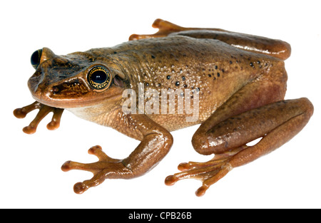 Casque de la Jordanie (Trachycephalus jordani Treefrog tête) du sud-ouest de l'Équateur Banque D'Images