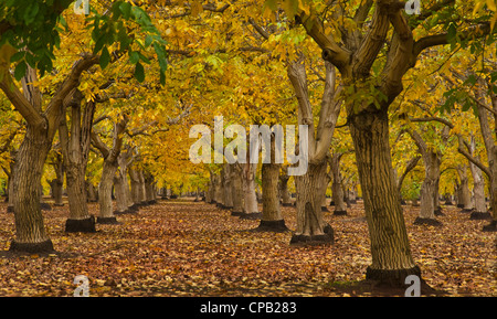 Des enveloppes d'automne un noyer (Juglans regia) verger de la Vallée de Sacramento en Californie Banque D'Images