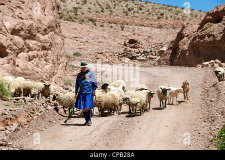 Femme indienne dans habillée de façon traditionnelle avec des moutons Caspana région d'Antofagasta au Chili Banque D'Images