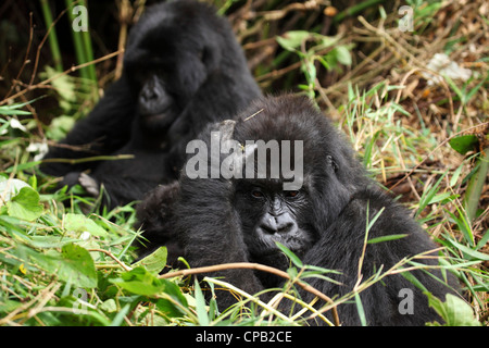 Famille de gorilles de montagne (Gorilla beringei beringei) dans le parc national des volcans, Rwanda. Banque D'Images