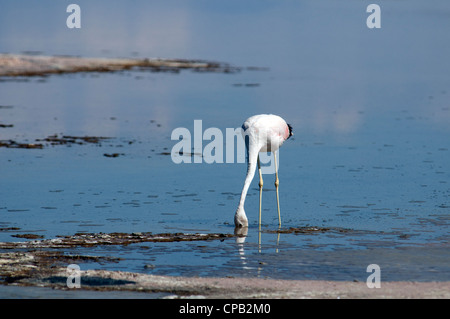 Flamant des Andes Laguna Chaxa Salar de Atacama Région d'Antofagasta au Chili Banque D'Images