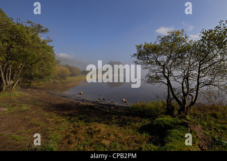 Misty, une journée ensoleillée en septembre le long de la rive ouest du Loch Tay avec arbres entrée en couleurs de l'automne, Perthshire, Écosse Banque D'Images