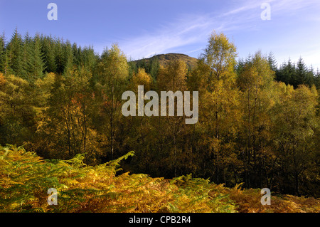 Le sommet de Meall Luaidhe tout juste visible au-dessus de forêts de pins, et de bouleau-arbres en automne les couleurs, Glen Lyon, Perthshire, Écosse Banque D'Images