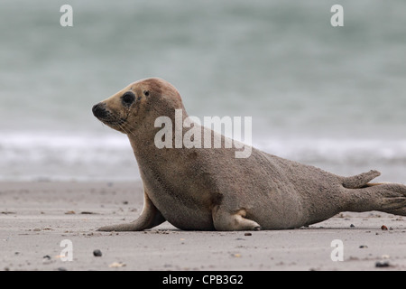 Phoque gris (Halichoerus grypus) sur la plage sur l'île de Helgoland. Banque D'Images