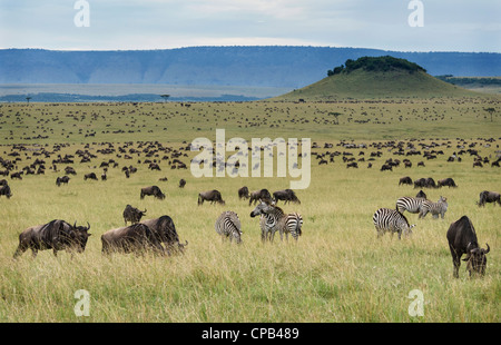 Paysage avec des gnous et des zèbres le pâturage sur l'herbe au Kenya Banque D'Images