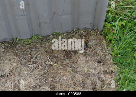 Adder : vipera berus, révélé par le levage tôle ondulée, placé sur le sol dans la nature réserver le logement Banque D'Images
