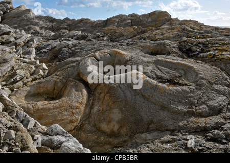 Forêt fossile de Lulworth Cove,, Dorset, Engalnd Banque D'Images