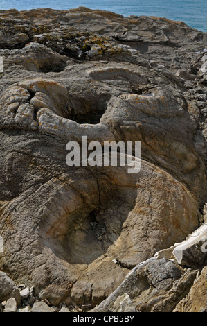 Forêt fossile de Lulworth Cove,, Dorset, Engalnd Banque D'Images