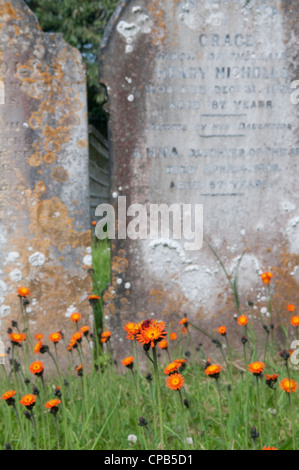 Fox et louveteaux : Pilosella aurantiaca. Cimetière, lieu non identifié, Devon, Angleterre, également connu sous le nom de l'épervière Orange Banque D'Images