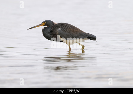 Aigrette tricolore, Egretta tricolor, dans les eaux peu profondes des marais et lagune de Fort de Soto poisson chasse , Florida, USA Banque D'Images