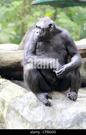 Chimpanzé dans Safari Banque D'Images