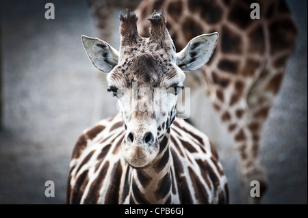Girafe Banque D'Images