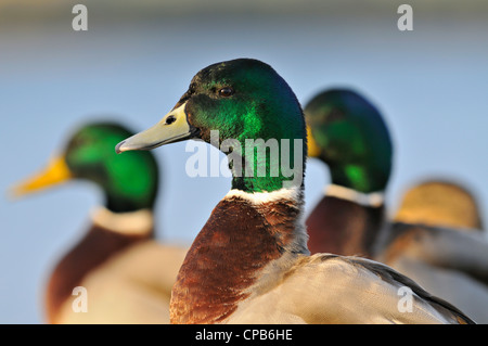 Un trio de canards colverts mâles à Loch Fleet Réserve Naturelle, Sutherland, Scotland Banque D'Images