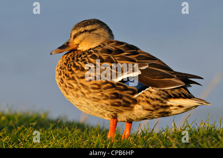 Un canard colvert femelle au repos à Loch Fleet Réserve Naturelle, Sutherland, Scotland Banque D'Images