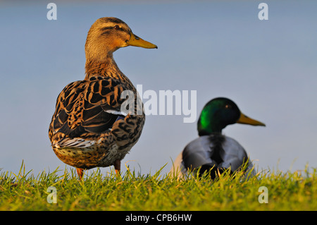 Un homme/femme paire de canards colverts au Loch Fleet réserve naturelle, Sutherland, Scotland Banque D'Images