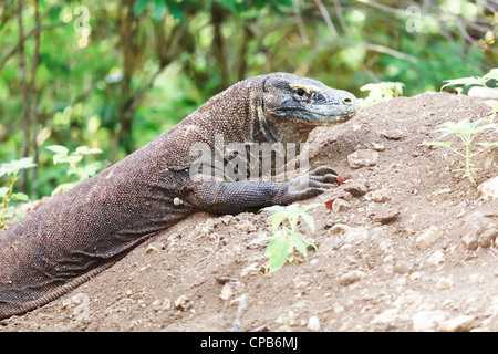 Sur le Dragon de Komodo (Varanus komodoensis) nid. Rinca Banque D'Images