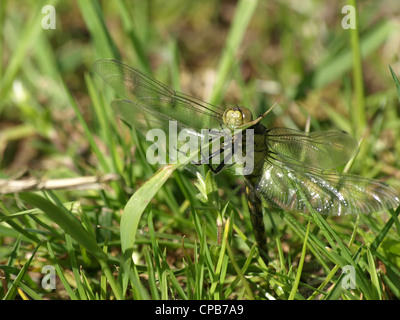 Black-tailed skimmer femelle Orthetrum cancellatum, / / Großer Blaupfeil Weibchen, Banque D'Images