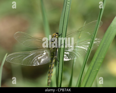 Black-tailed skimmer femelle Orthetrum cancellatum, / / Großer Blaupfeil Weibchen, Banque D'Images