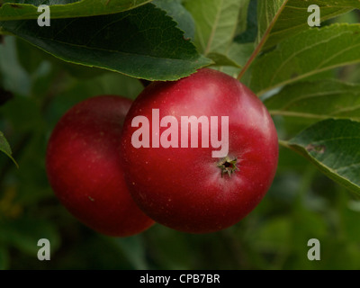 Une paire de fruits rouges pommes découverte sur l'arbre. Banque D'Images