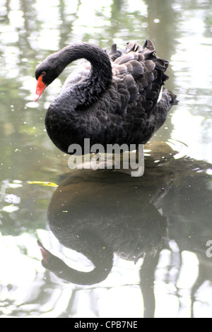 Black Swan dans la piscine Banque D'Images